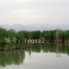 ̫