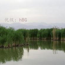 ʼ